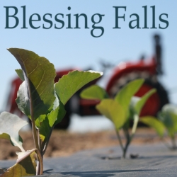 Blessing Falls Family Farm logo