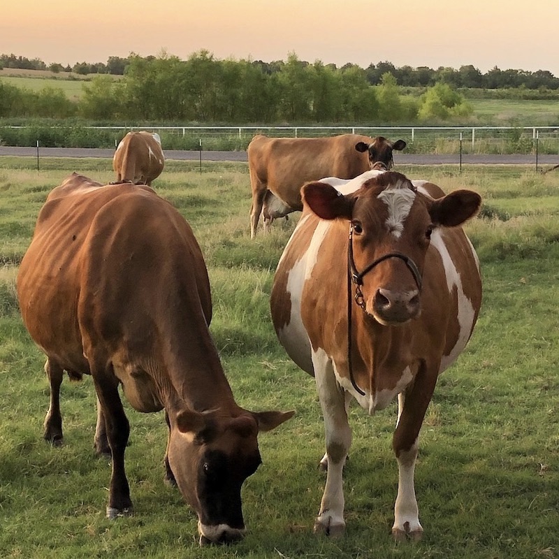 N&P Farm & Dairy logo